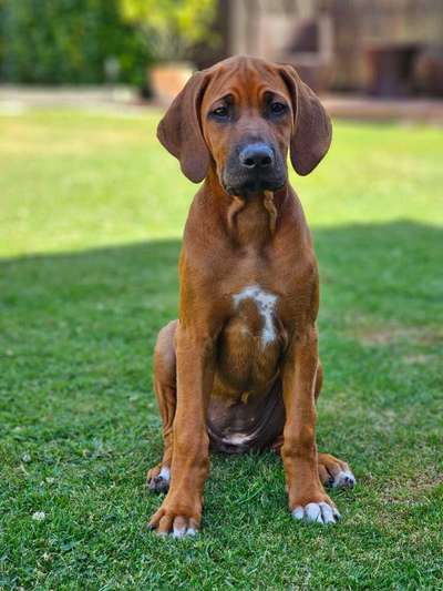Hundetreffen-Kima sucht Welpenfreunde zum Spielen-Bild