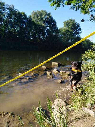 Dogorama-Monats-Challenge-Mai "Wasser"-Beitrag-Bild