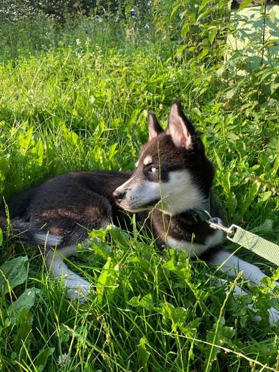 Husky-Beitrag-Bild