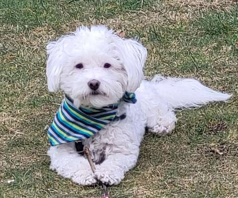 Hundetreffen-"Toben" im Speckenbütteler Park bis 8kg-Bild