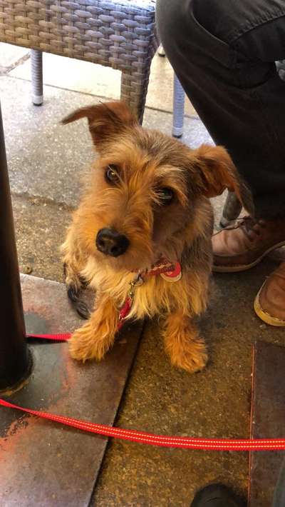 Dogorama Photo Challenge - Hundeblick zum hinschmelzen-Beitrag-Bild