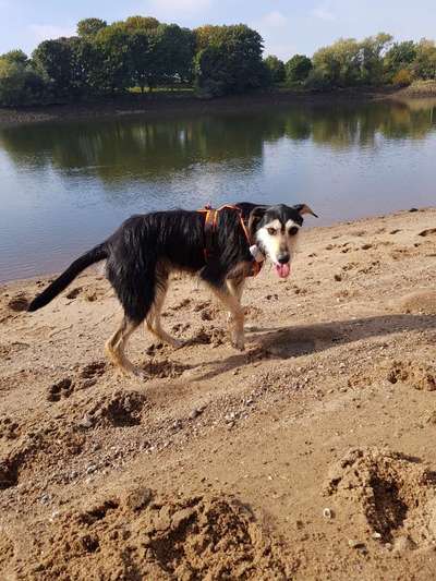 Wo sind die Mischlinge?-Beitrag-Bild