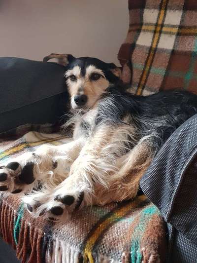 Auslandstierschutz-Beitrag-Bild