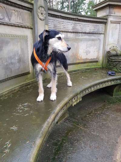 Dogorama Photo Challenge - Bänke-Beitrag-Bild