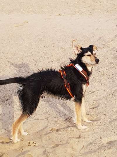 Foto Challenge Nr. 137 - Lass die Ohren fliegen-Beitrag-Bild