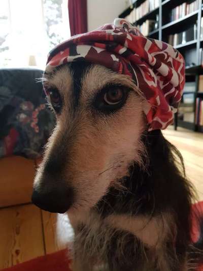 grumpy dog 😅-Beitrag-Bild