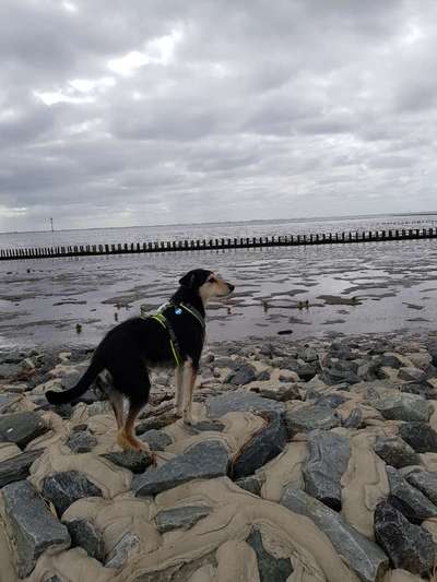 Urlaub mit Hund in Cuxhaven-Beitrag-Bild