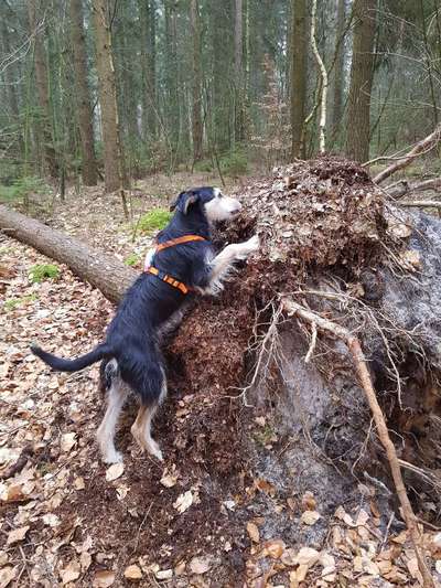 Mischlingshunde Foto Aufruf-Beitrag-Bild