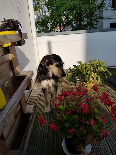 Dogorama Photo Challenge - Frühlingserwachen-Beitrag-Bild