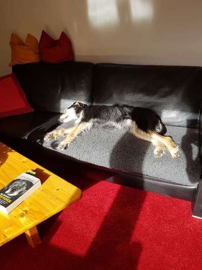 TierschutzhundeStammtisch🐕-Beitrag-Bild