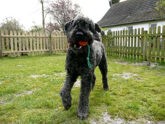 Fotosammlung: ,,Der natürliche Hund" Unbearbeitet, ungestellt und in Natura-Beitrag-Bild