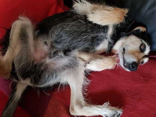 Dogorama Photo Challenge - Zeigt her eure Bäuche-Beitrag-Bild