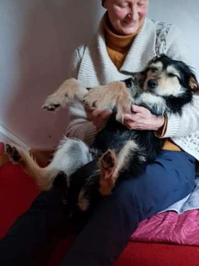 85. Foto Challenge : Schosshund-Beitrag-Bild