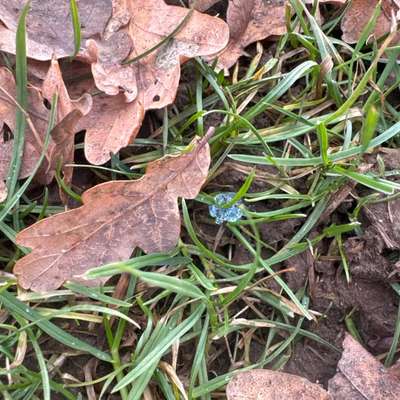 Giftköder-Vermutlich Rattengift-Bild