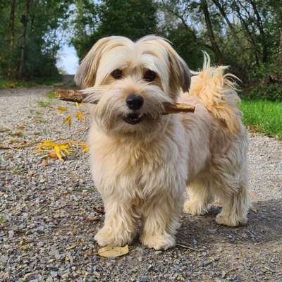 Hundetreffen-Kleine Schnüffelnasen Treffen Weissach im Tal