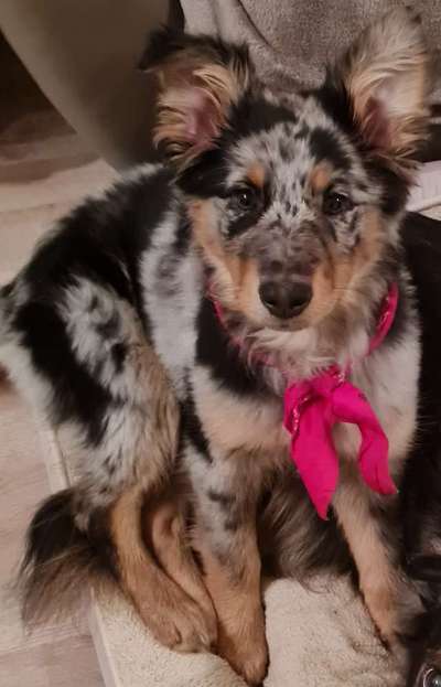 Welpen Bilder !-Beitrag-Bild