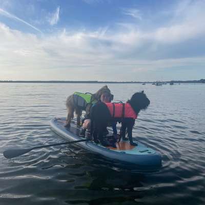 Schwimmweste als Absicherung am Angelteich für 30kg Hund gesucht-Beitrag-Bild