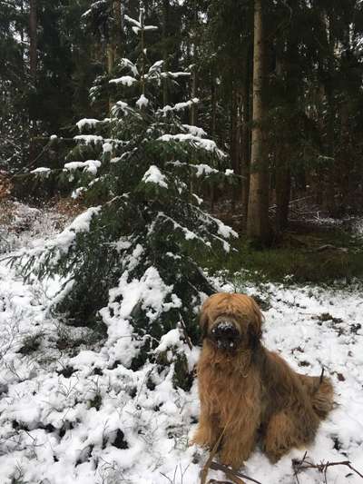 Dogorama Photo Challenge - Weihnachtsbaum-Beitrag-Bild