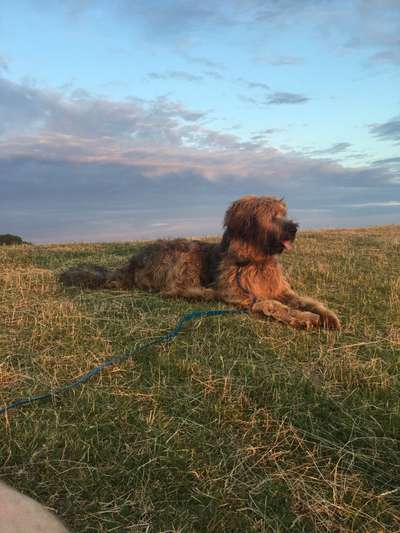 Briard  Freunde gesucht-Beitrag-Bild