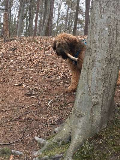 Knüppel aus dem Wald Foto Wettbewerb-Beitrag-Bild