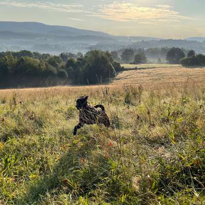 Hundetreffen-Welpentreffen, Spaziergänge im Wald, sozialekontakte-Bild