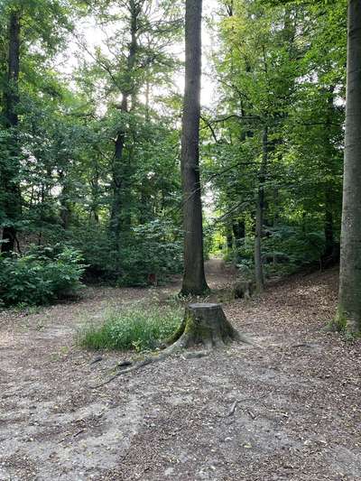 Giftköder-Eichenprozessionsspinner-Bild