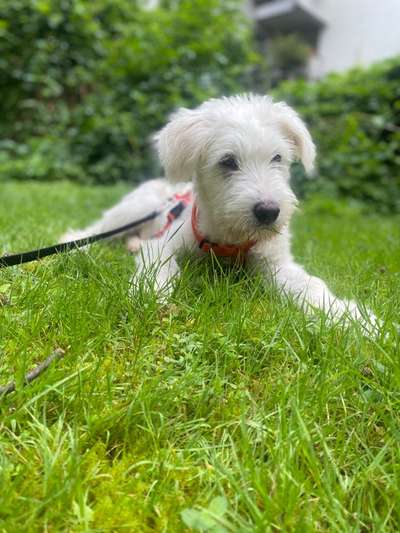 Gibts hier Mioritic Besitzer?-Beitrag-Bild