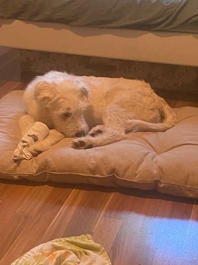 Gibts hier Mioritic Besitzer?-Beitrag-Bild