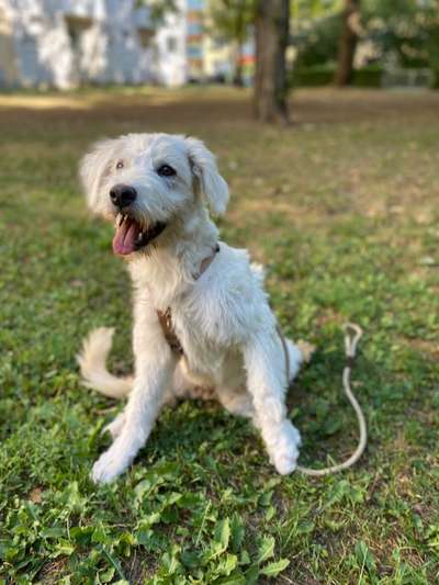 Mischlingshunde Foto Aufruf-Beitrag-Bild