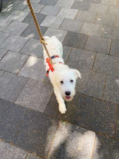 Gibts hier Mioritic Besitzer?-Beitrag-Bild