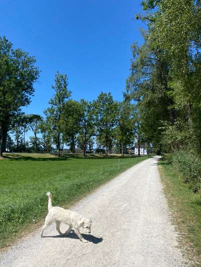 Mischlingshunde Foto Aufruf-Beitrag-Bild