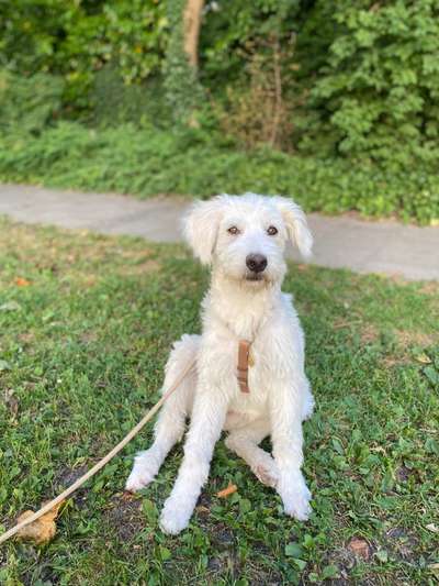 Mischlingshunde Foto Aufruf-Beitrag-Bild