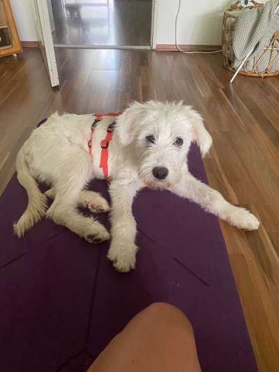 Gibts hier Mioritic Besitzer?-Beitrag-Bild