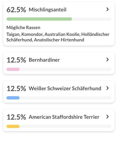 Mischlingshunde Foto Aufruf-Beitrag-Bild
