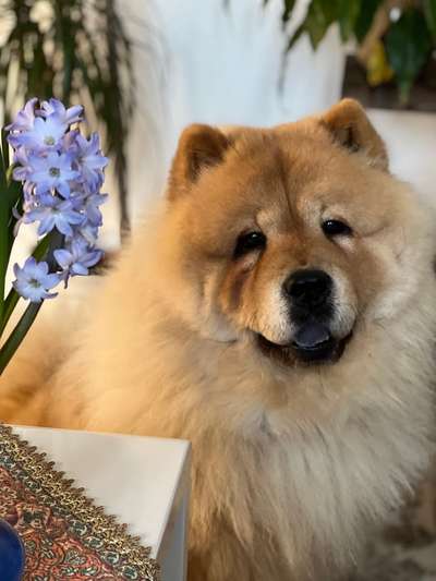Chow Chows?-Beitrag-Bild