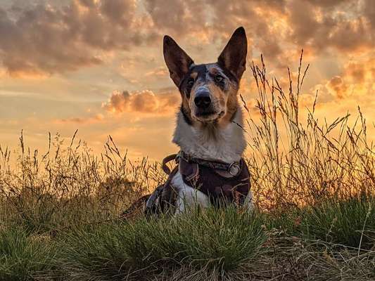 Collies gesucht-Beitrag-Bild