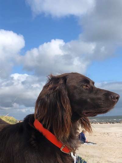 Kleiner Münsterländer!-Beitrag-Bild