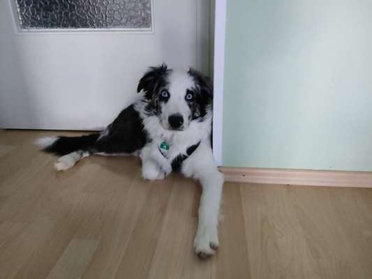 Hundetreffen-Junghund sucht Kontakt-Bild