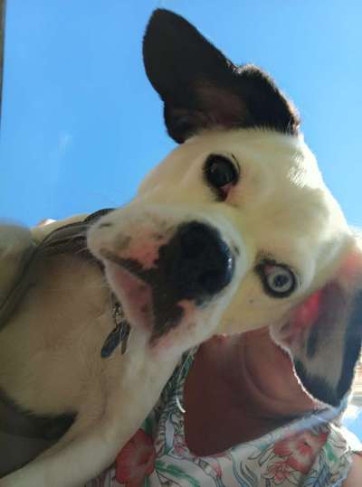 Zeigt mir die tollste Nahaufnahme von eurer Fellnase-Beitrag-Bild