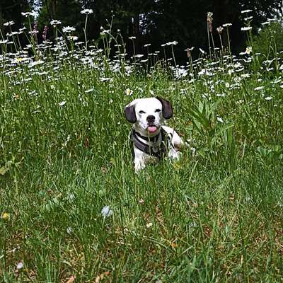 Tongue Out Tuesday-Beitrag-Bild