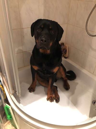 Rottweiler-Beitrag-Bild
