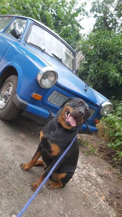 Dogorama Photo Challenge - Hundeblick zum hinschmelzen-Beitrag-Bild