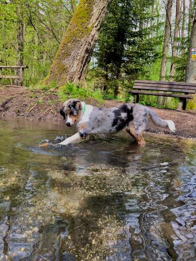 Hundeauslaufgebiet-Sieben Quellen-Bild