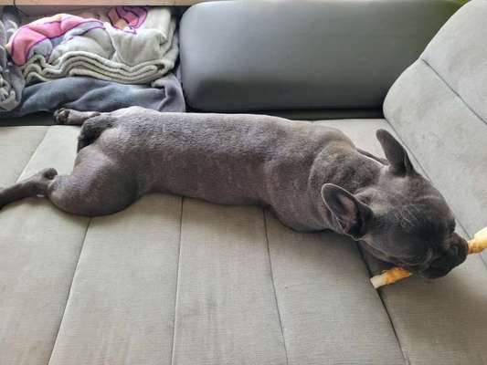 Französische Bulldoggen-Beitrag-Bild