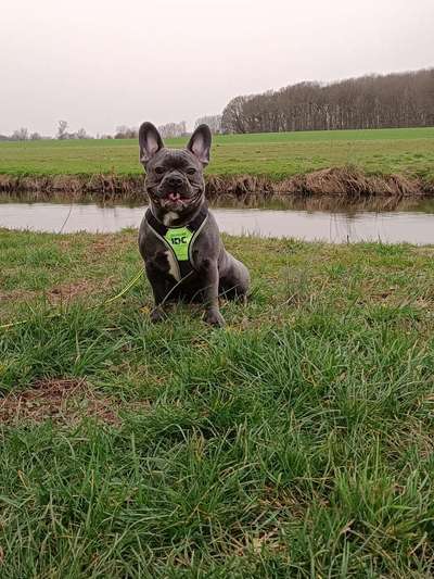 Französische Bulldoggen-Beitrag-Bild