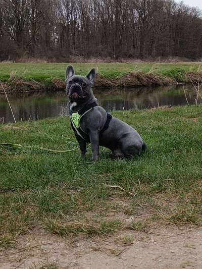 Französische Bulldoggen-Beitrag-Bild