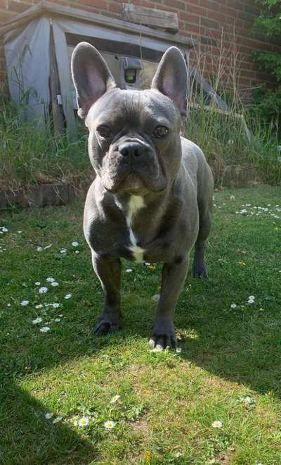 Französische Bulldoggen-Beitrag-Bild