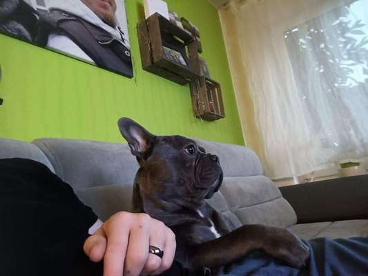 Französische Bulldoggen-Beitrag-Bild