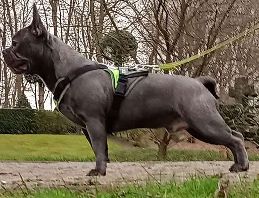 Französische Bulldoggen-Beitrag-Bild