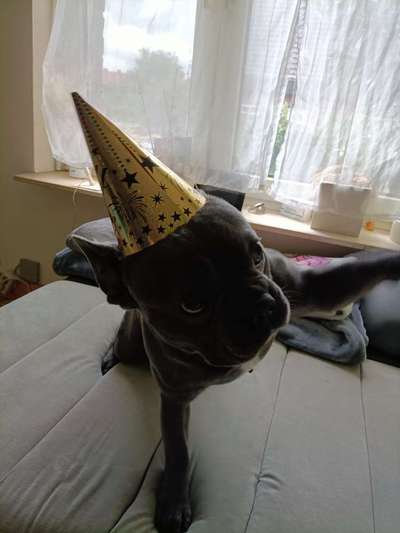 Französische Bulldoggen-Beitrag-Bild